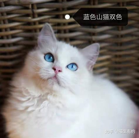 宠物猫该怎么分辨