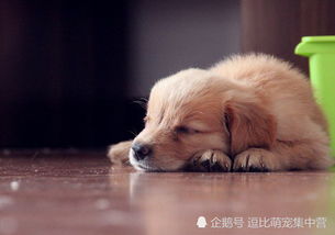 土狗子生出宠物狗怎么办
