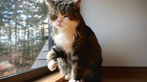 宠物猫怎么擦干