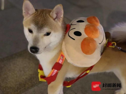 宠物狗手术后身亡怎么办