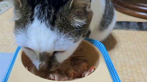 宠物猫的猫条怎么喂食