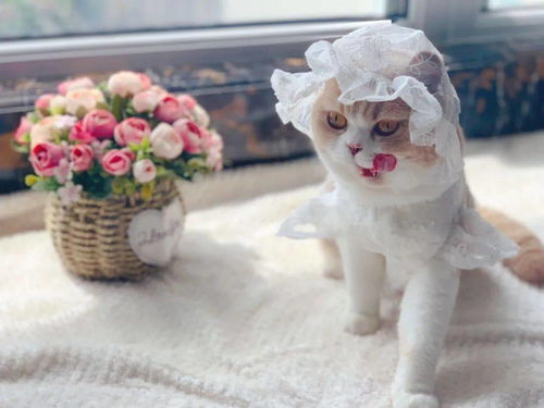 宠物猫布丁洗澡怎么洗