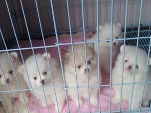 宠物狗售卖博美狗粮怎么样