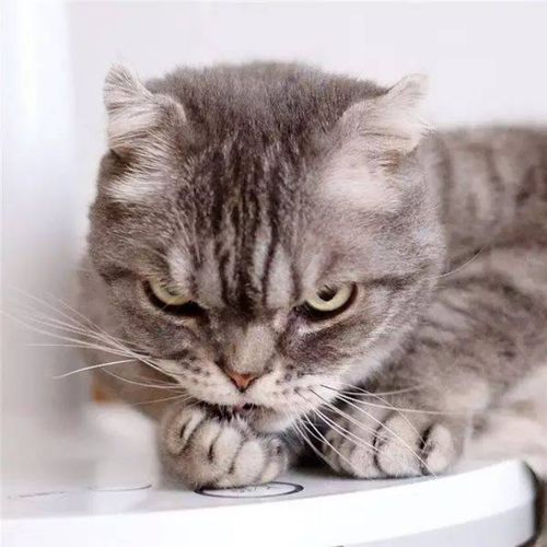 宠物猫怎么变得凶狠的
