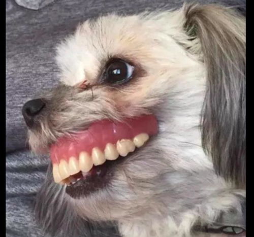 宠物狗嘴巴怎么样才好看