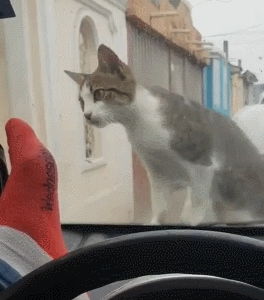 车内宠物猫怎么带