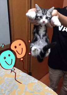 贵阳宠物猫怎么买
