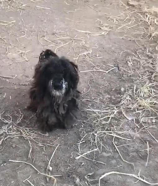 在农村丢失宠物狗怎么办