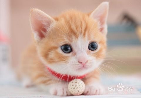 怎么训练宠物猫击掌能力