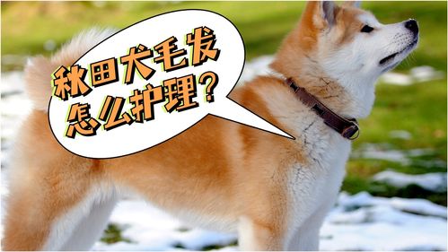 宠物狗毛发怎么做护理好