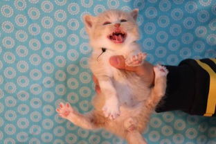 买了宠物猫怎么评价他