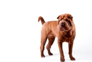 怎么样选宠物狗幼犬呢