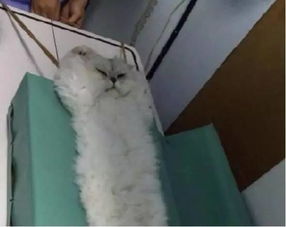给猫拍x光多少钱