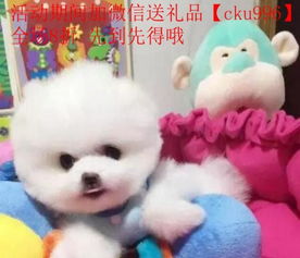 宠物狗迷你型犬怎么养