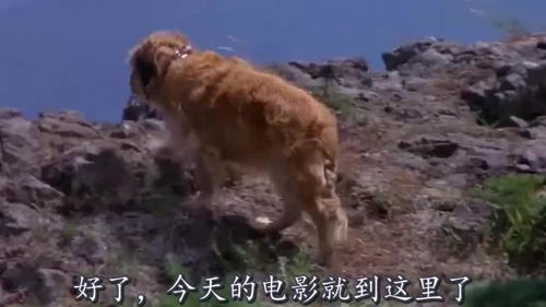 流落荒野宠物狗怎么抓的