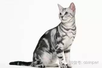 宠物猫条怎么喂养