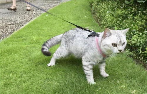 宠物猫怎么遛