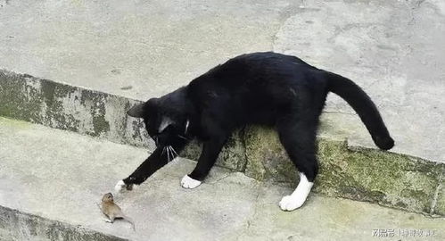 宠物猫黑身子怎么回事儿