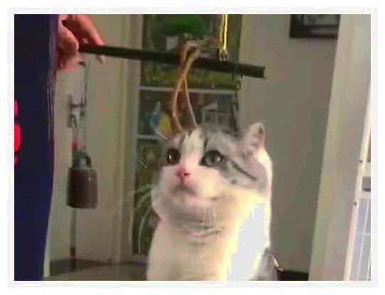 宠物猫绳怎么绑