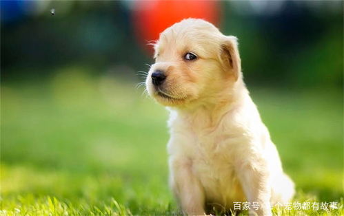 宠物狗牵引绳怎么套上的