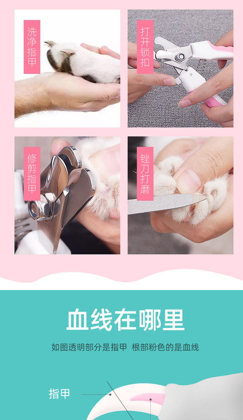 宠物狗专用指甲刀怎么用