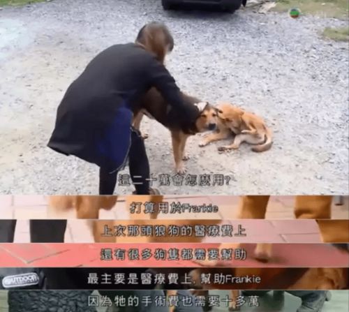 拿宠物狗去诈骗会怎么样