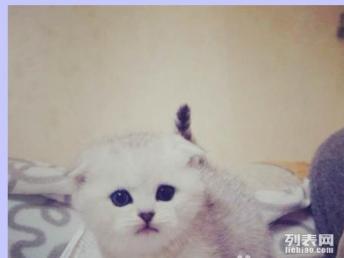 宠物猫怎么逗人喜欢