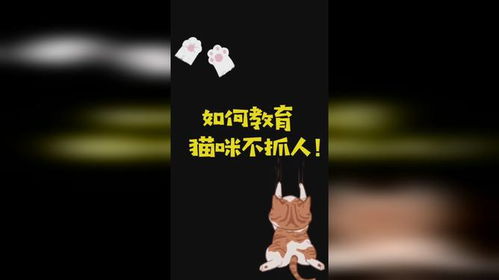宠物猫抓人怎么教育它