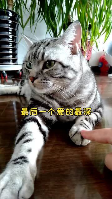 怎么分辨家猫还是宠物猫