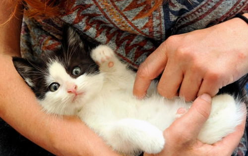 宠物猫被家猫配了怎么办