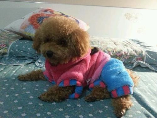 宠物狗的衣服怎么做的