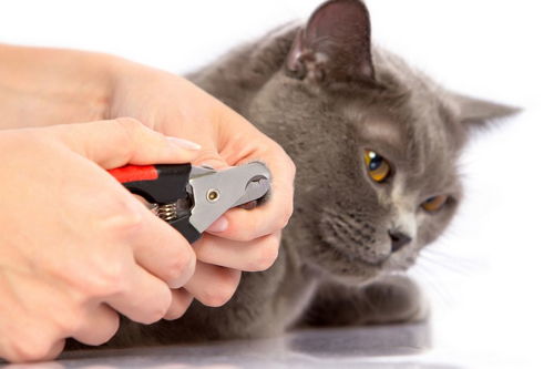 宠物猫怎么退