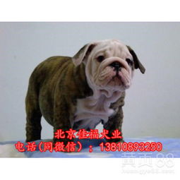 白色英牛犬多少钱