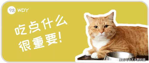 怎么选择一种宠物猫粮呢