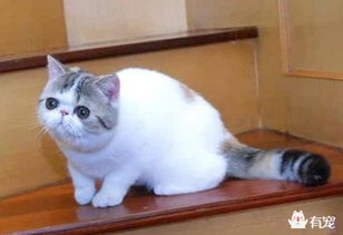 宠物猫拉屎怎么教育它
