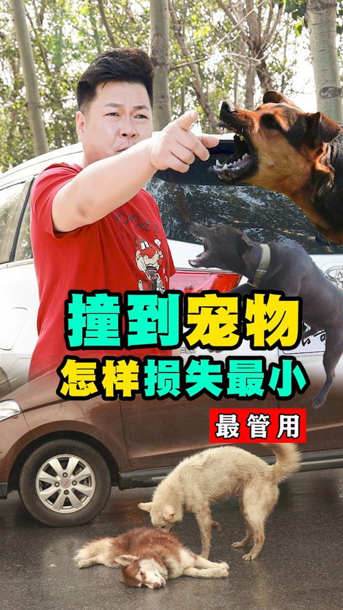 机动车撞宠物狗怎么办