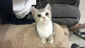 宠物猫喝汤吗怎么喝