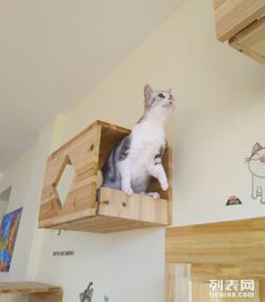 武汉五虎宠物猫怎么样