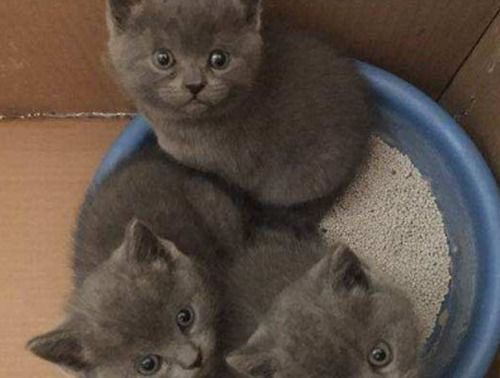 宠物猫怎么学用猫砂