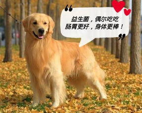 宠物狗怎么这么多寄生虫