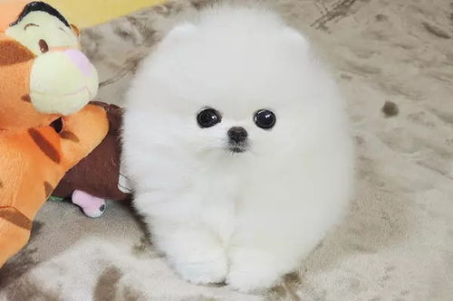 宠物狗毛色变少了怎么办