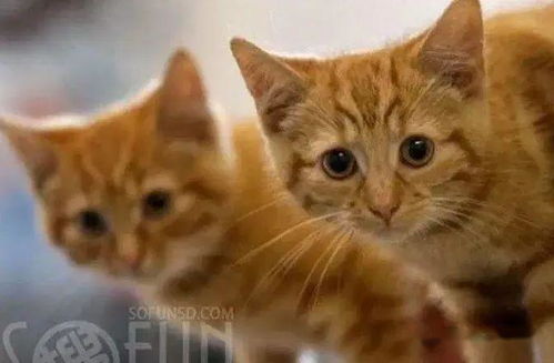 怎么看宠物猫有病毒了呢