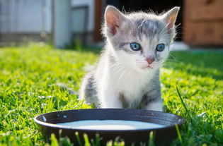 宠物猫专用牛奶怎么喝