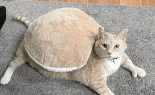 宠物猫爬玩具树怎么办啊