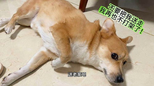 宠物狗被主人暴打怎么办