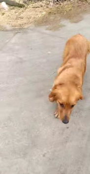 宠物狗没有时间带怎么办