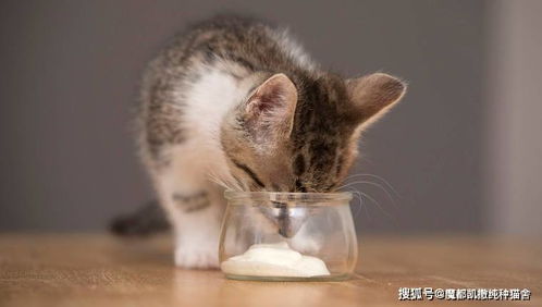 宠物猫酸奶怎么喂