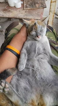 宠物猫外出怎么带回来