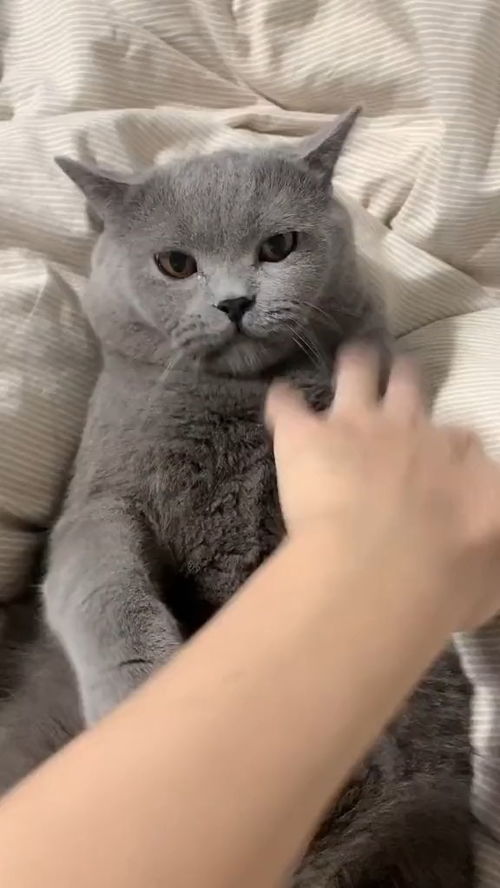 宠物猫怎么变乖