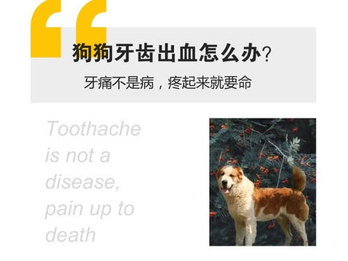 宠物狗牙流血了怎么办